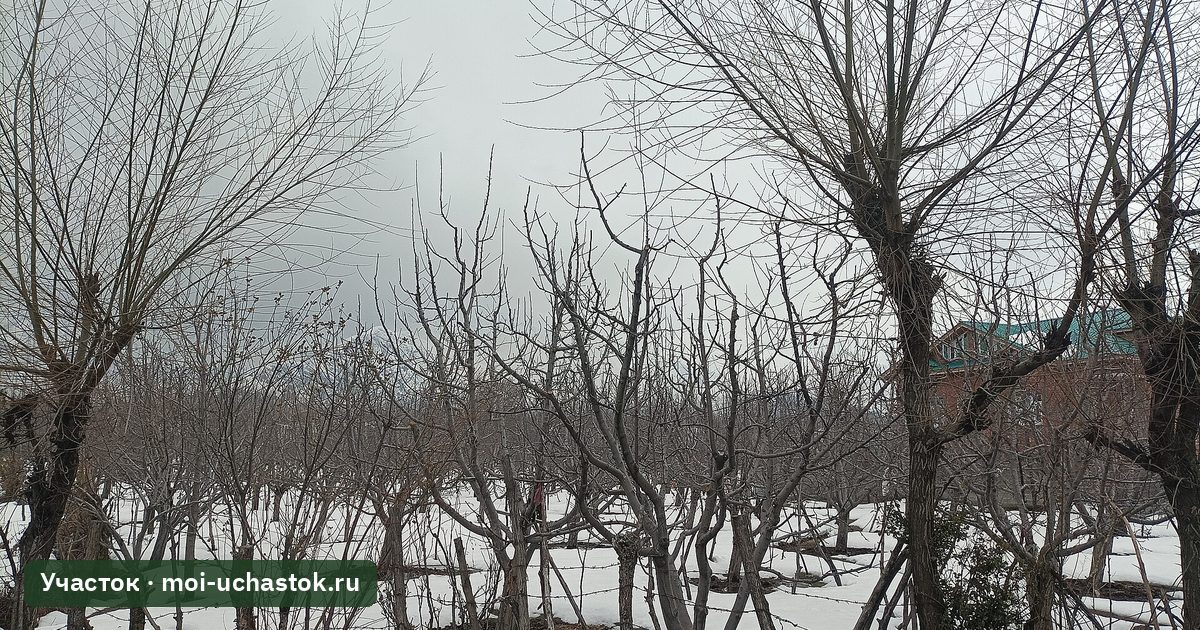 Яблони в саду поздней осенью