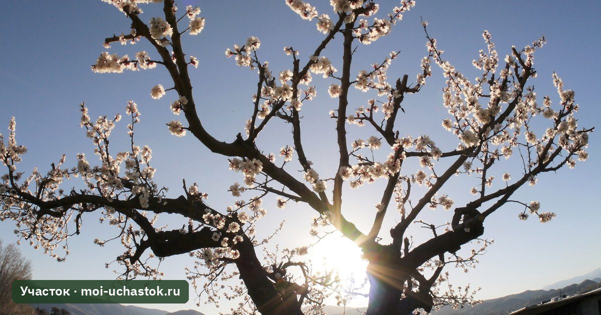 Старый абрикос в цвету с раскидистыми скелетными ветками