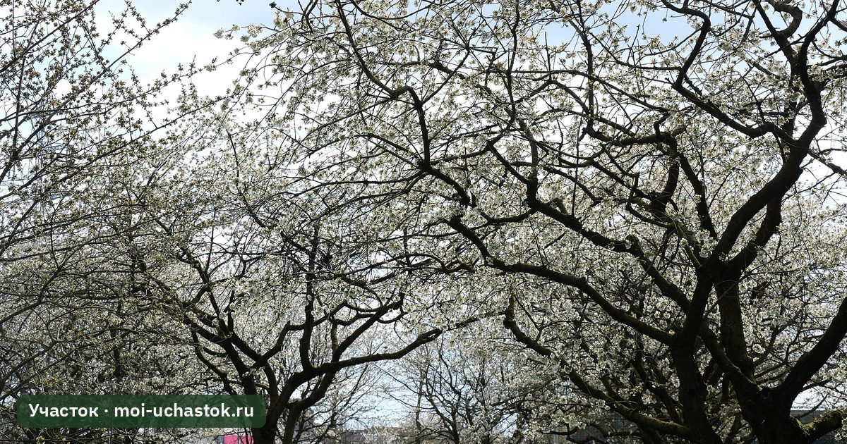Старые плодовые деревья в цвету с раскидистой кроной в саду