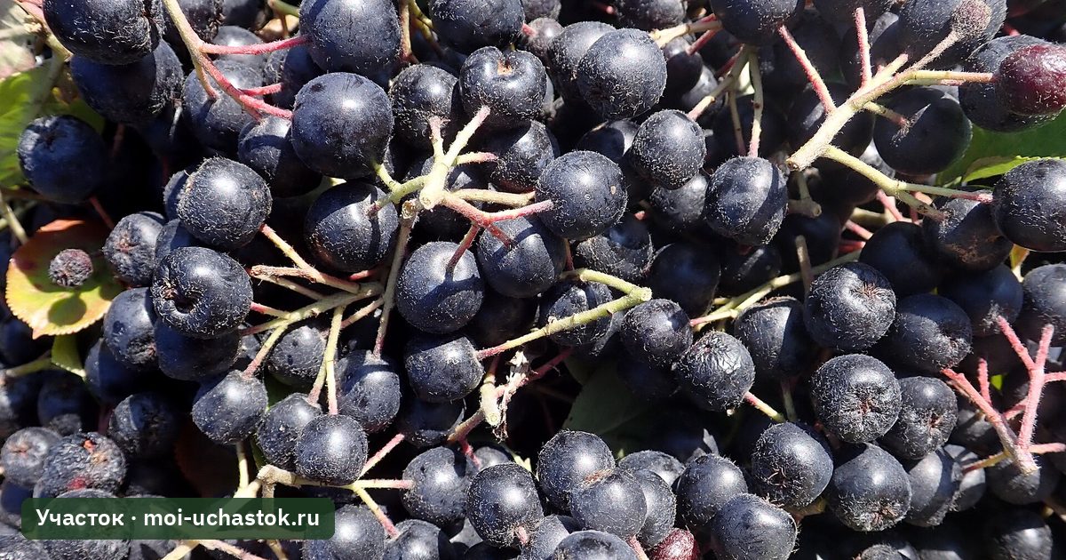 Спелые плоды черноплодной рябины