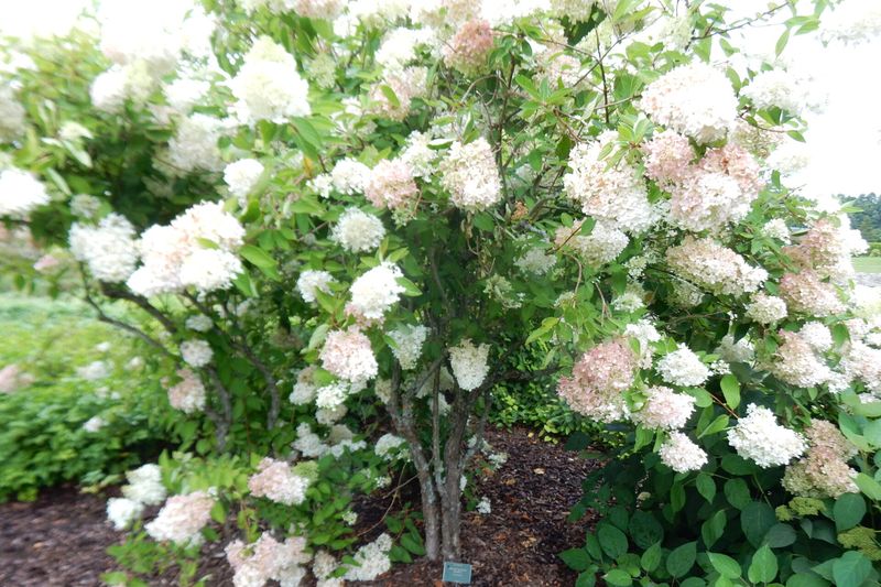 Метельчатая гортензия 'Grandiflora' в цвету