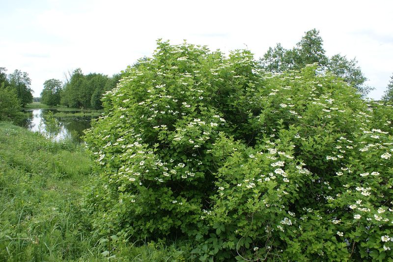 Разросшийся куст калины