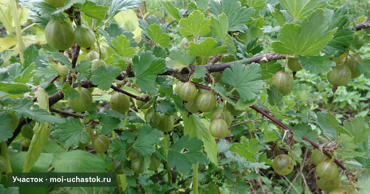 Куст крыжовника с незрелыми ягодами на ветках