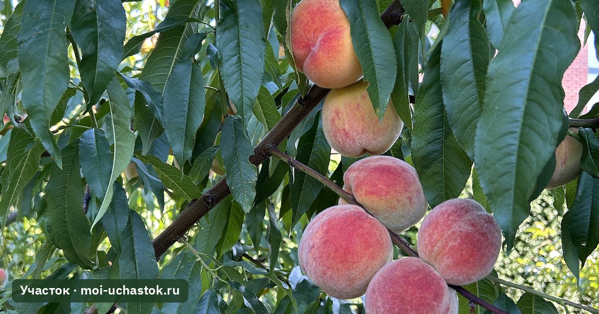Ветка персика с плодами