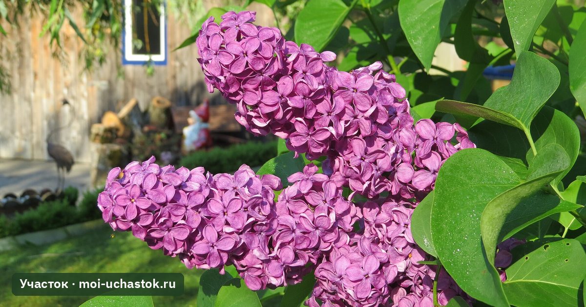 Цветущая обыкновенная сирень у дома