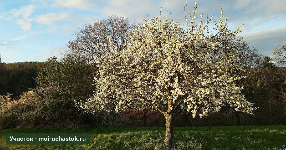 Цветущее дерево сливы с округлой кроной на лугу