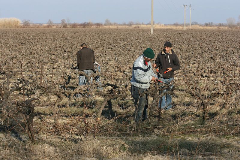Лоза винограда после обрезки
