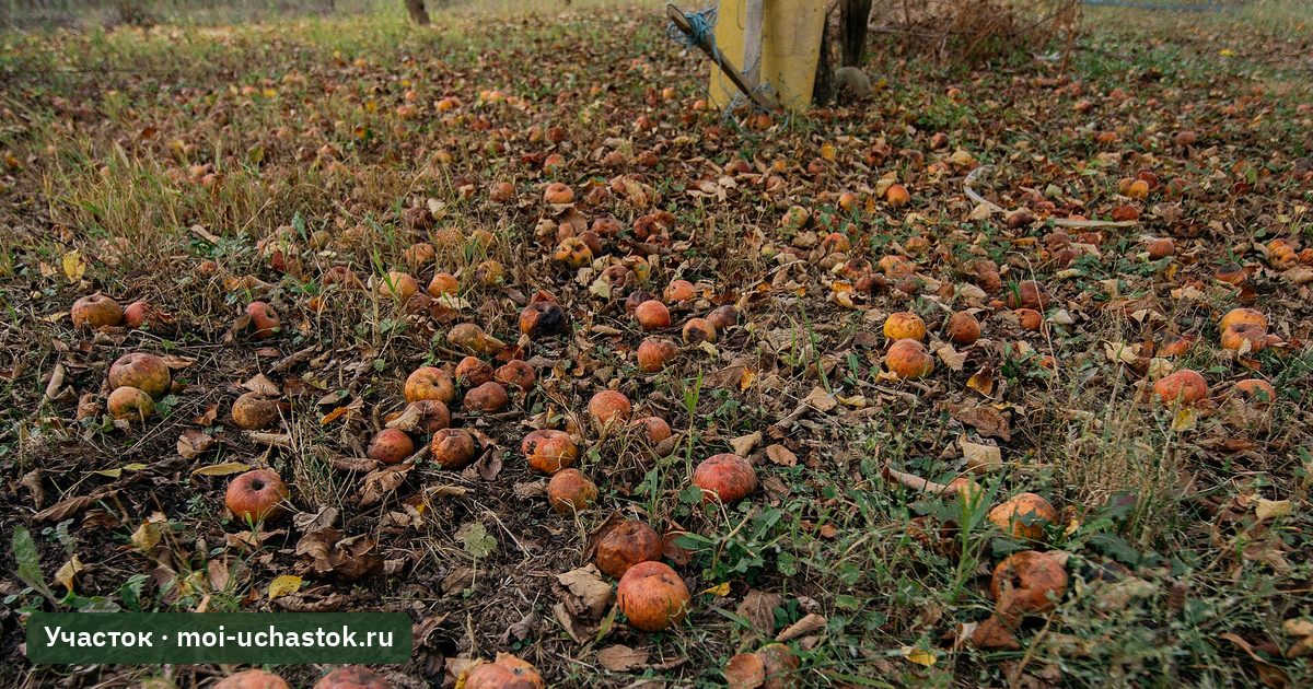 Падалица под яблоней в саду
