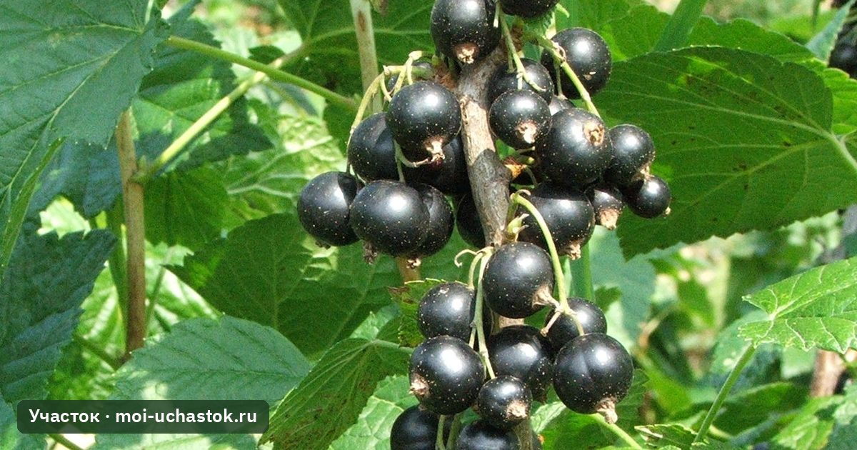 Кисти чёрной смородины на кусте