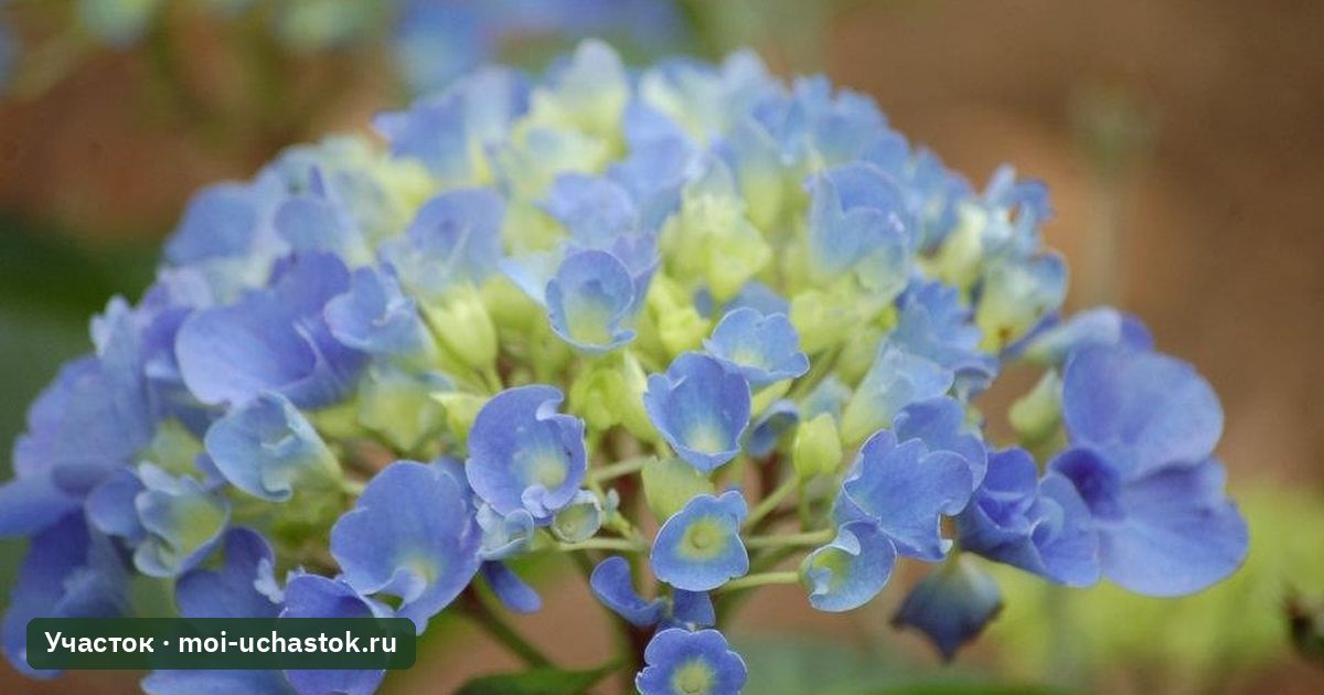 Гортензия крупнолистная с голубыми соцветиями