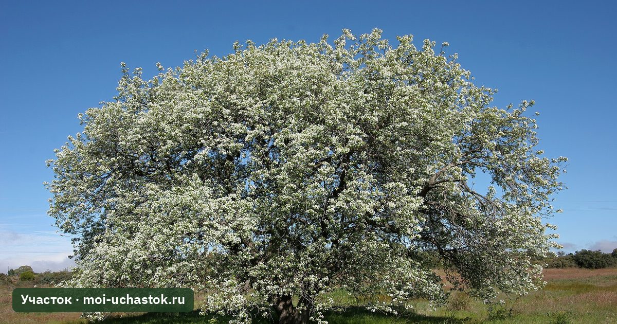 Взрослая груша в цвету