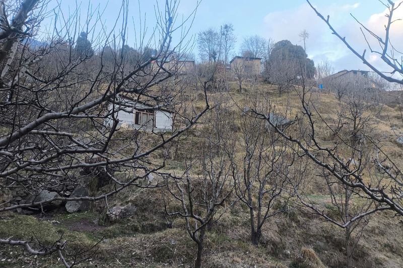 Плодовый сад зимой