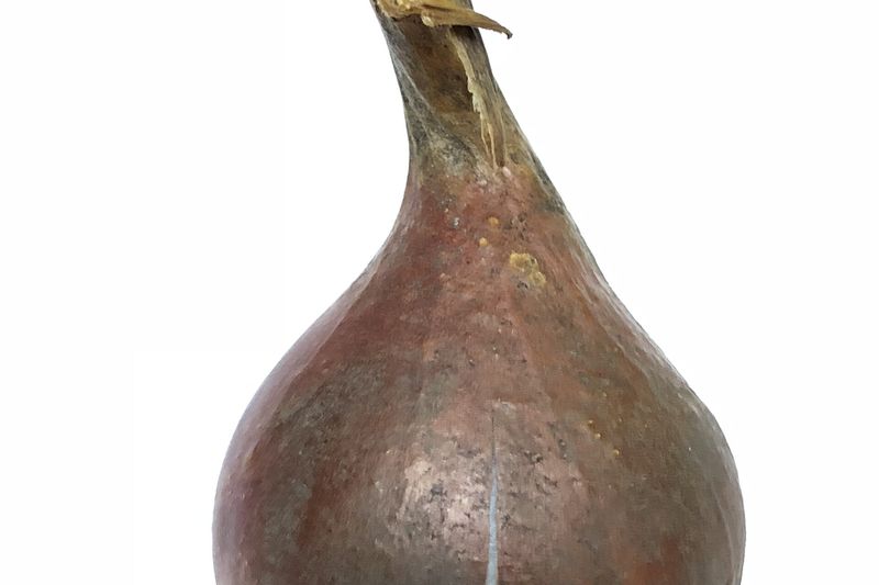 Луковица тюльпана