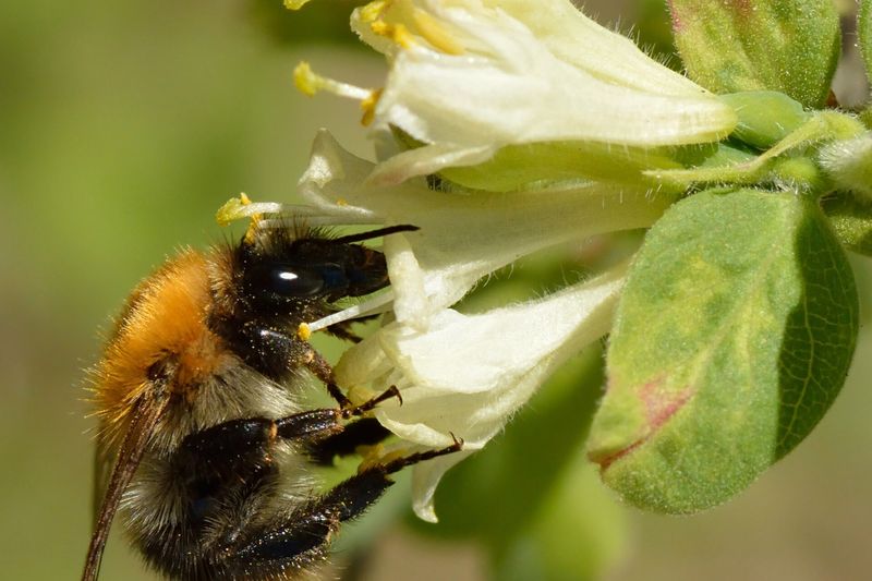 Шмель на цветках жимолости: без перекрёстного опыления урожая мало при любом питании