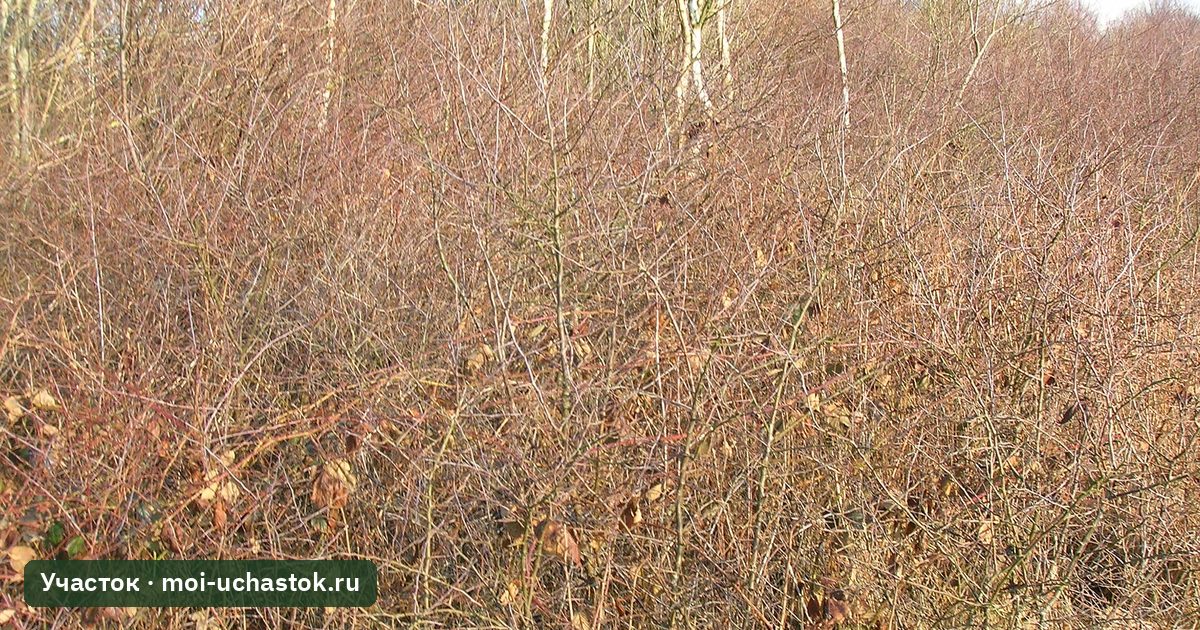 Густые заросли корневой поросли сливы-терна