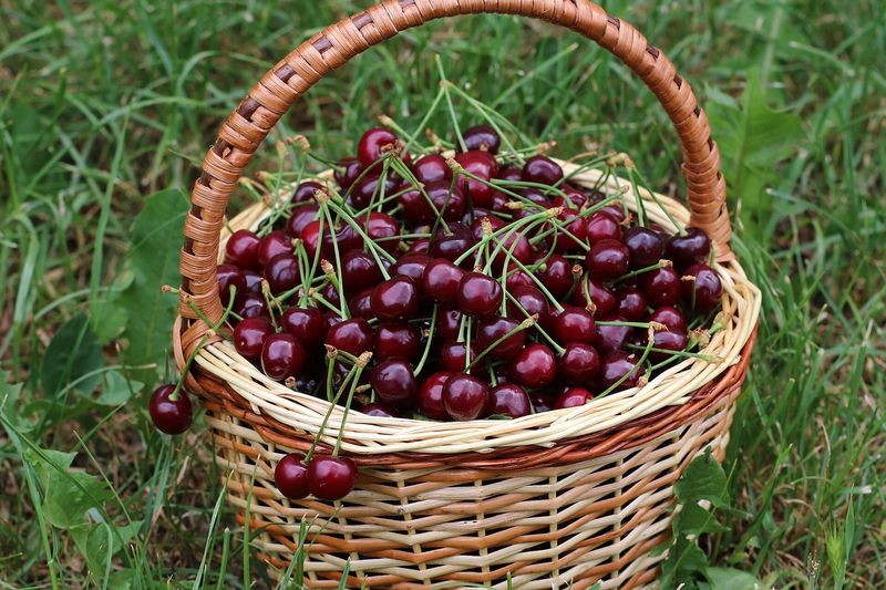 Плоды черешни