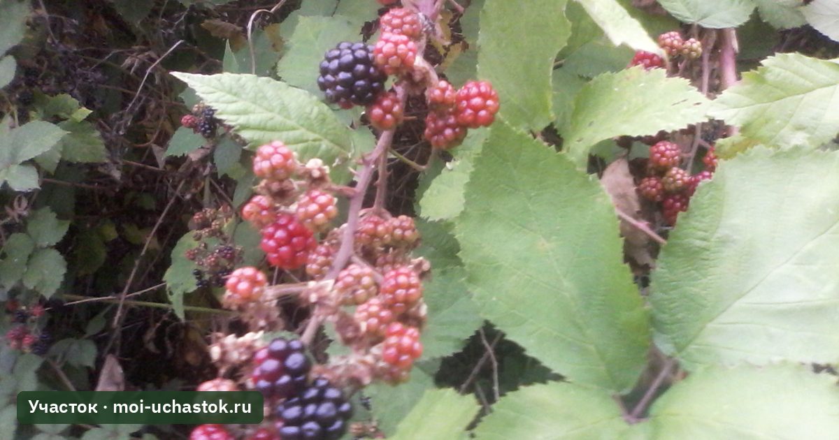 Куст ежевики с гроздями зреющих ягод среди листьев