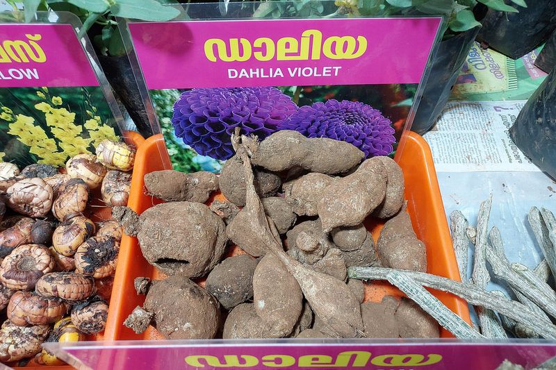 Корнеклубни георгина