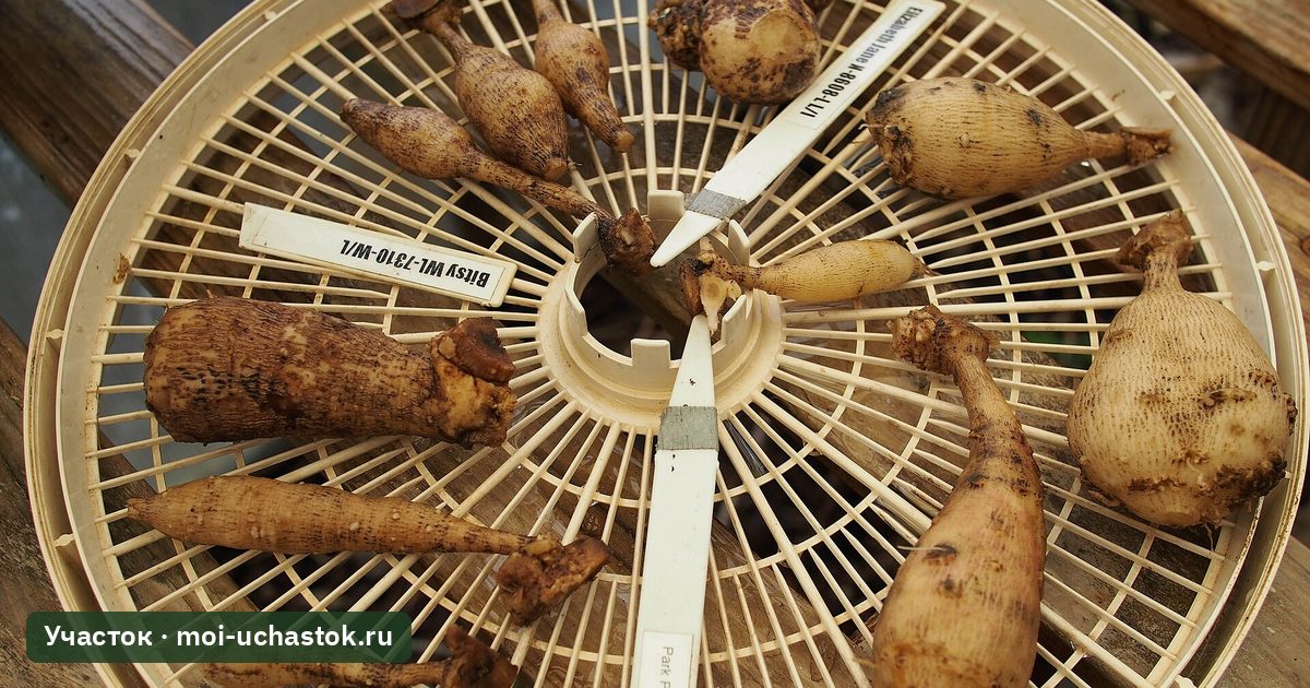 Клубни георгинов после выкопки