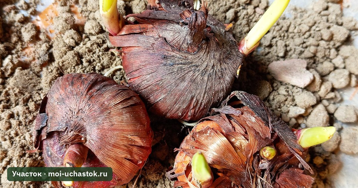 Прорастающие клубнелуковицы гладиолусов
