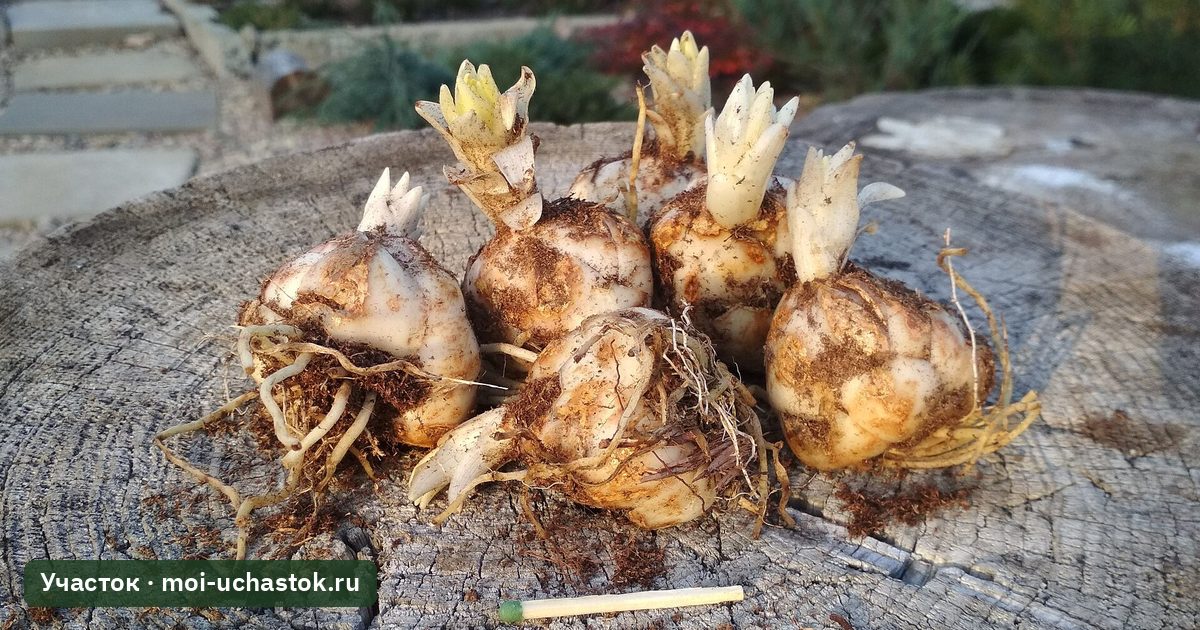 Луковицы лилий перед посадкой