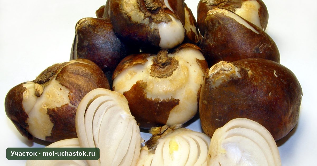 Луковицы тюльпанов перед посадкой