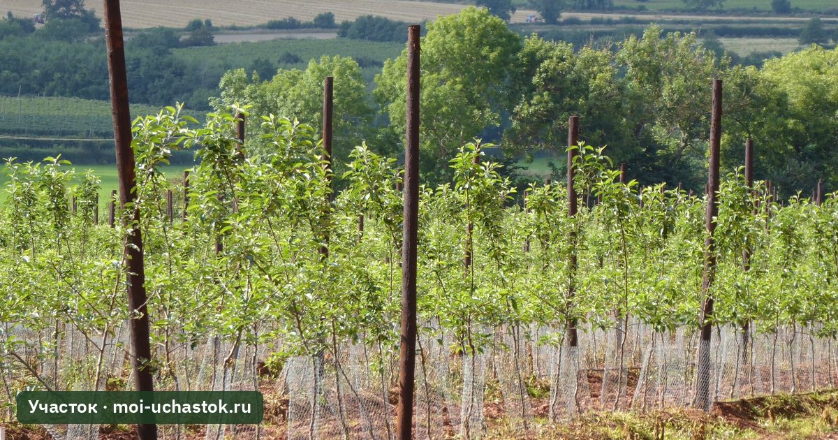 Молодые яблони на опорах в саду весной