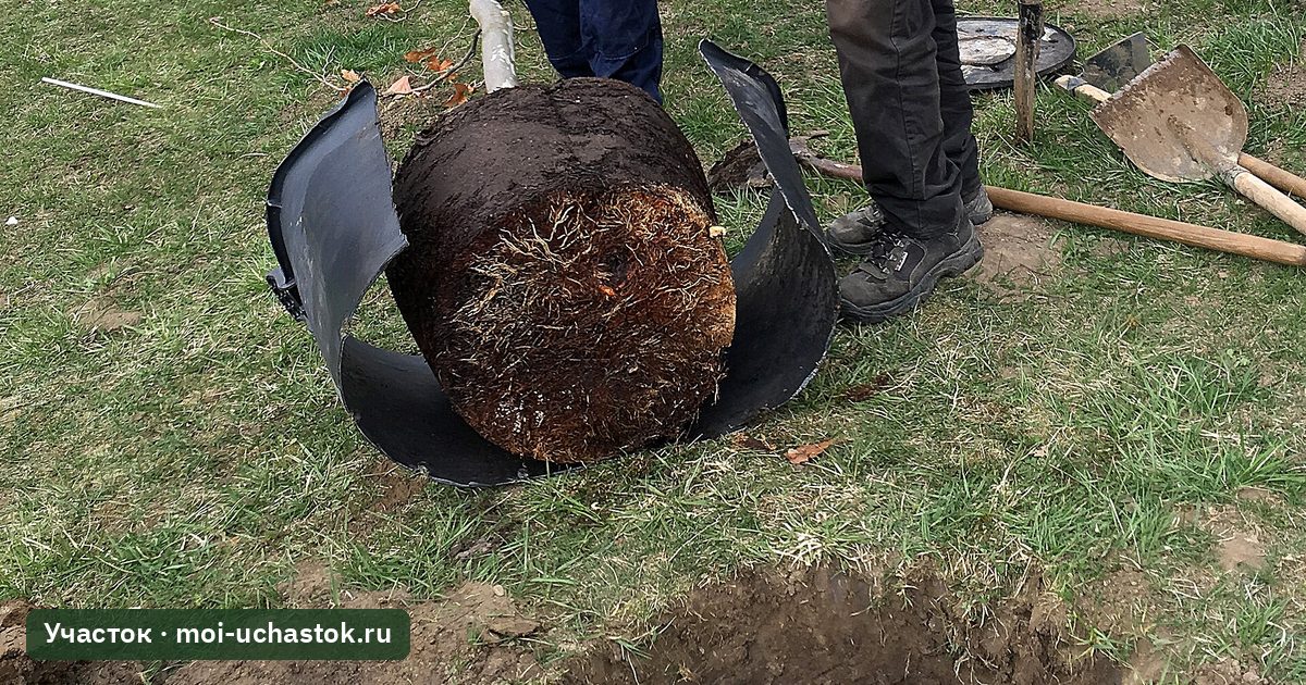 Ком корней саженца, вынутый из контейнера, у посадочной ямы