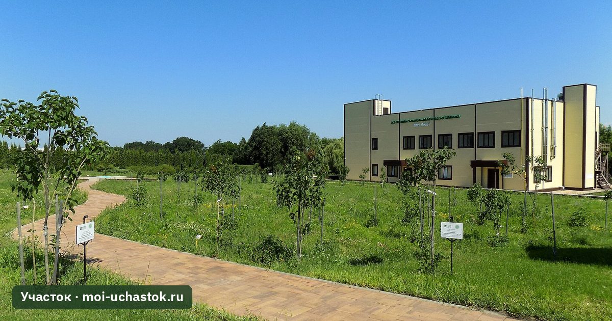 Саженцы в питомнике перед выкопкой