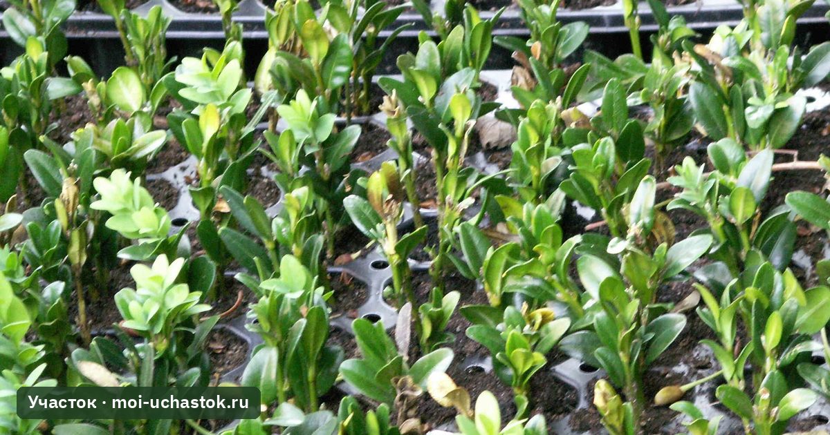 Укореняющиеся зелёные черенки в кассетах