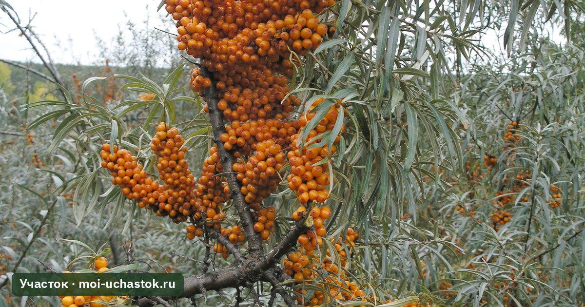 Ветки облепихи со спелыми ягодами