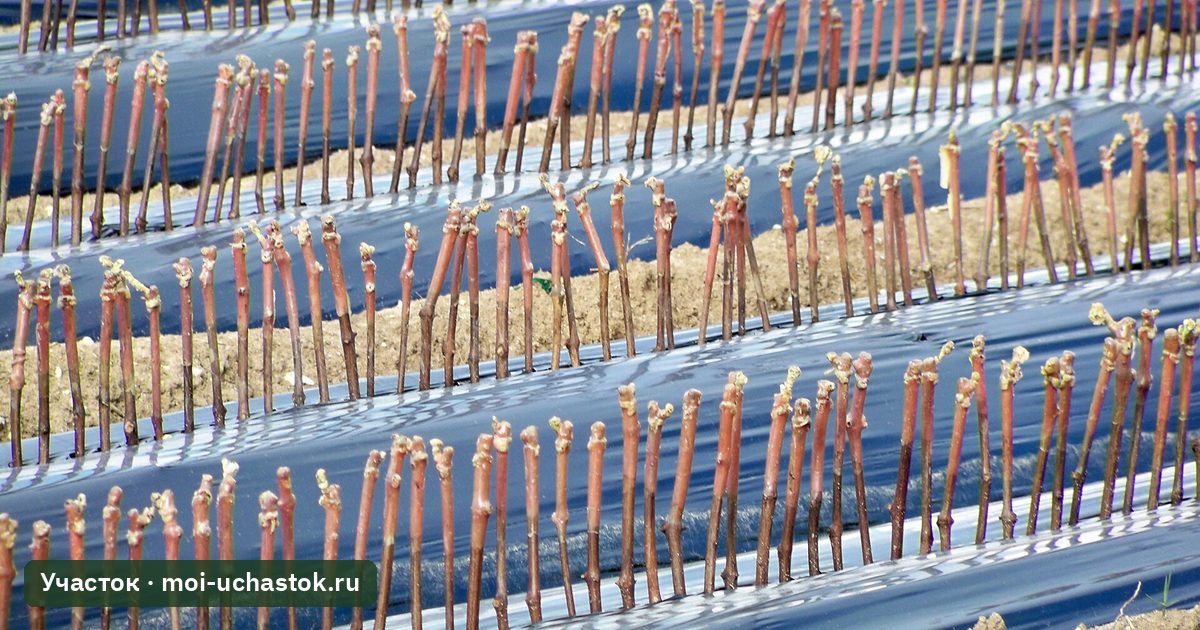 Укоренённые черенки винограда в грядах питомника
