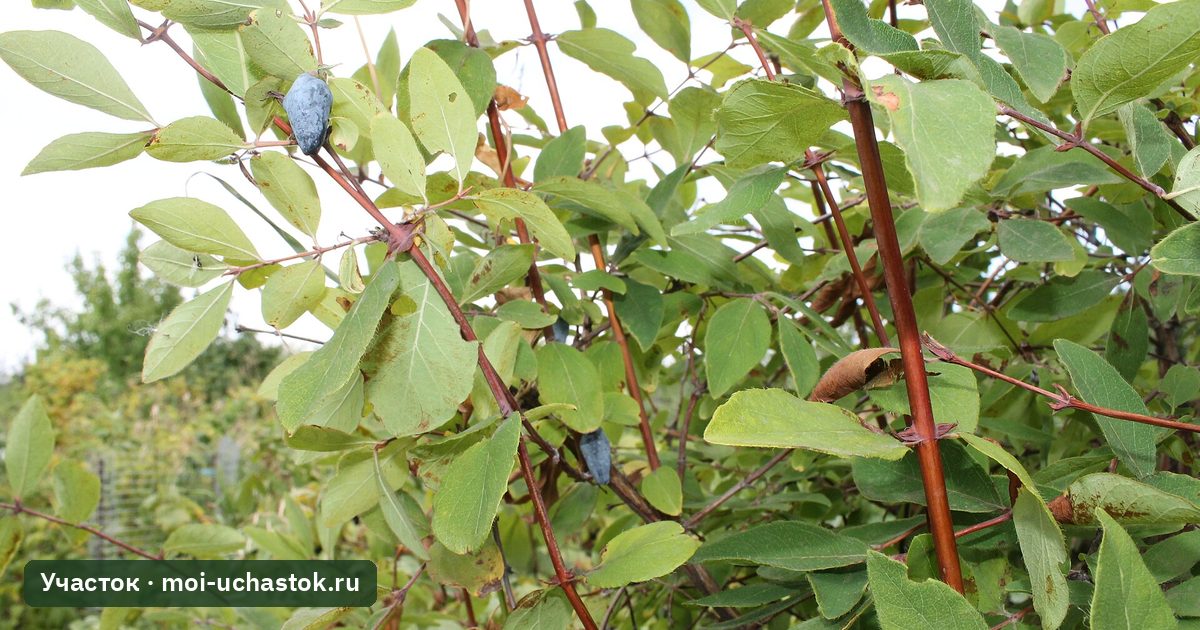 Куст съедобной жимолости с синими ягодами