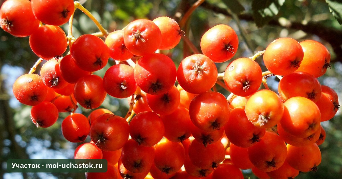 Грозди ягод рябины обыкновенной