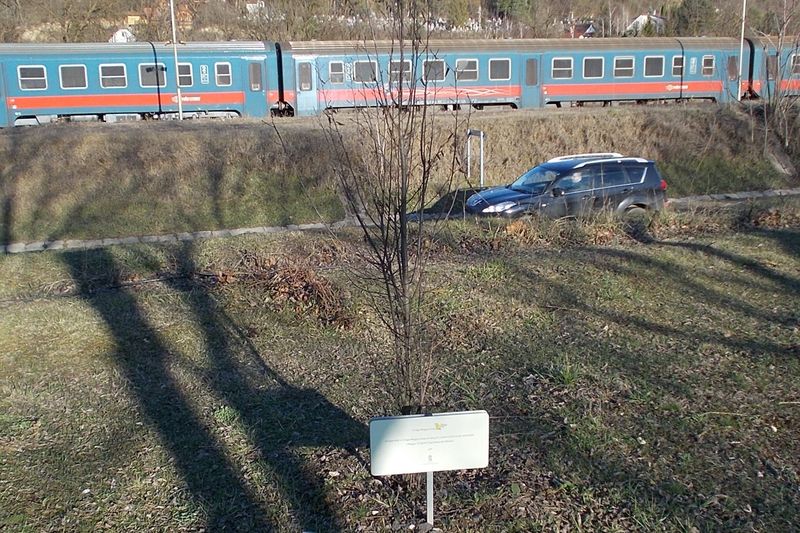 Саженец с опорой и табличкой