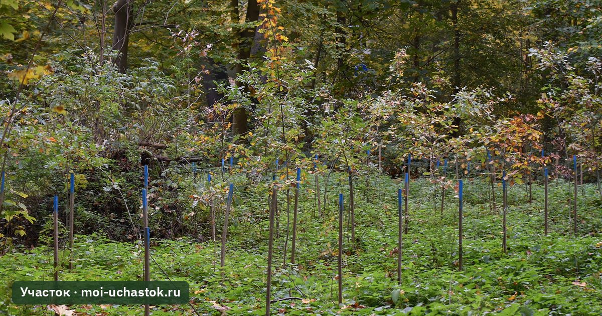 Молодые саженцы деревьев осенью