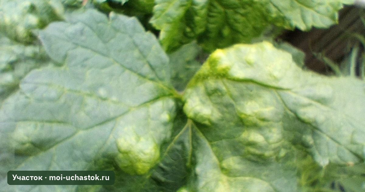 Листья красной смородины, повреждённые галловой тлёй
