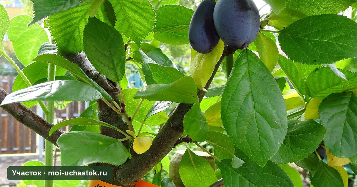 Плоды сливы на ветке