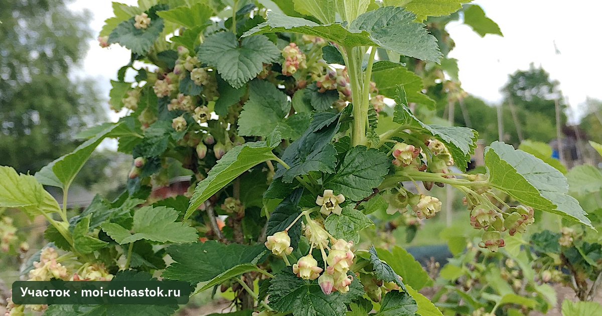 Цветущий куст чёрной смородины