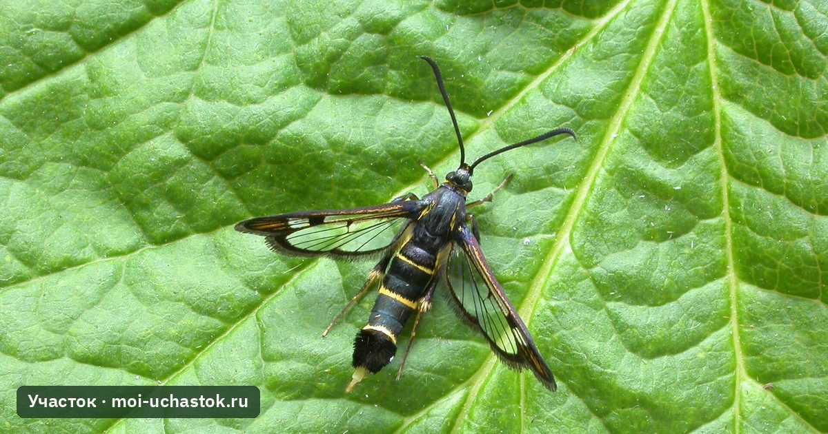 Смородинная стеклянница на листе смородины
