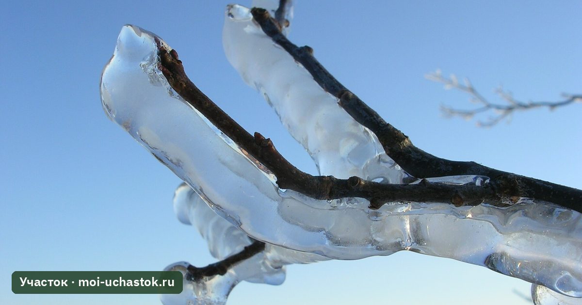 Ветка в ледяной оболочке после ледяного дождя