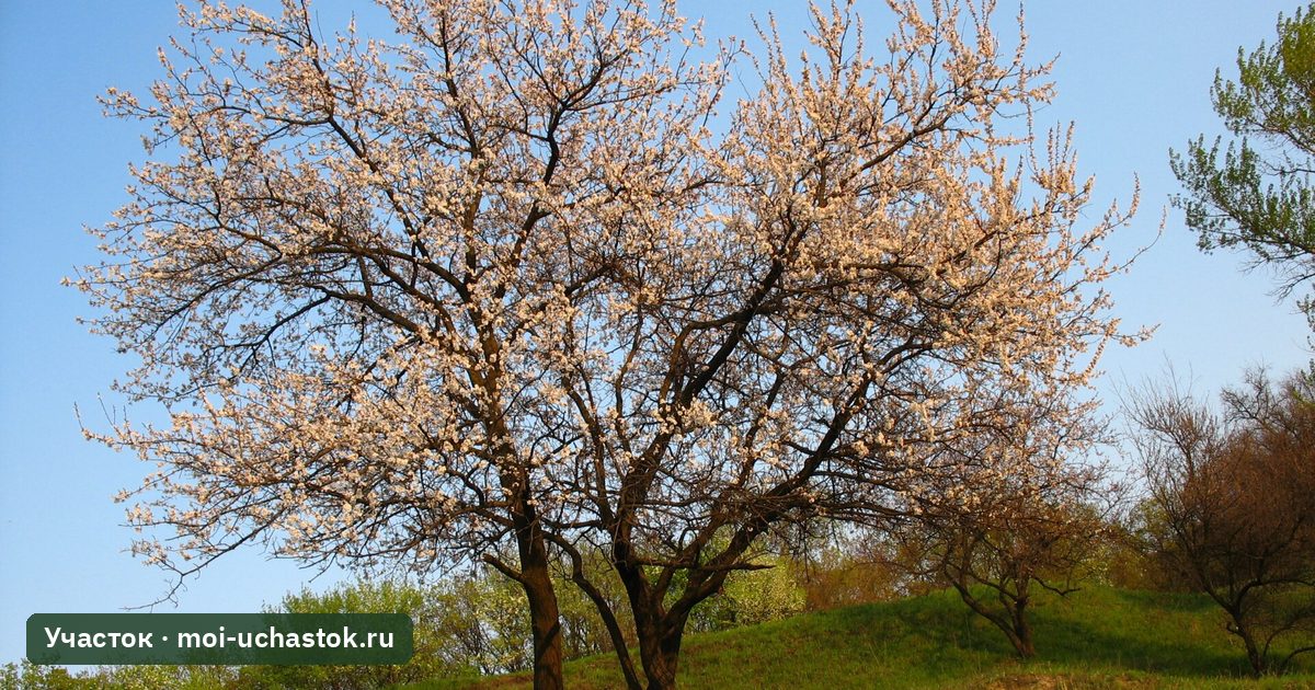 Цветущее абрикосовое дерево