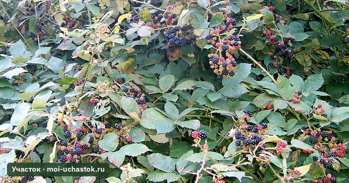 Куст ежевики с ягодами