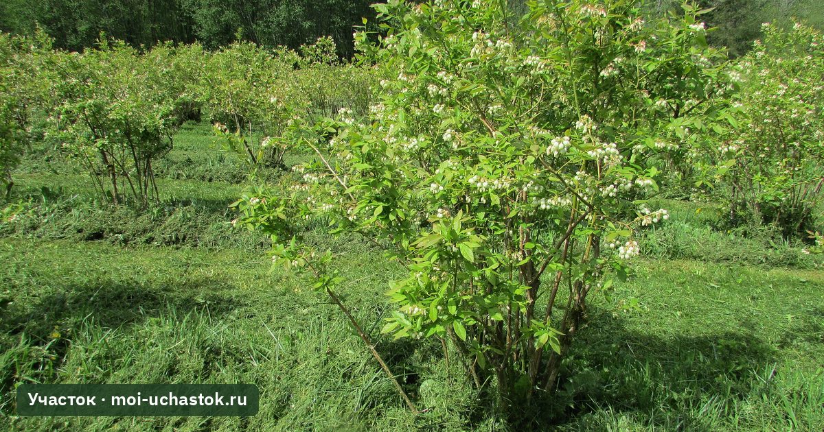 Куст высокорослой голубики