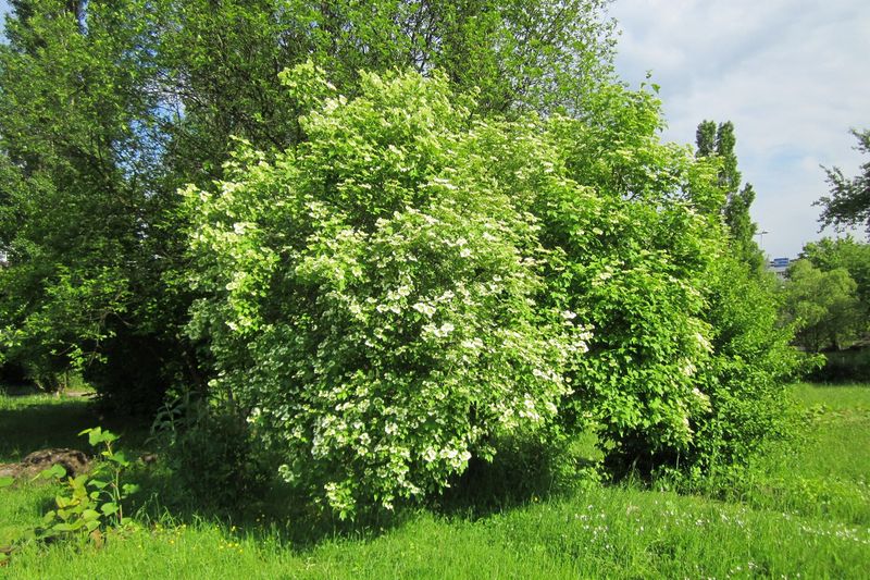 Куст калины на открытом месте