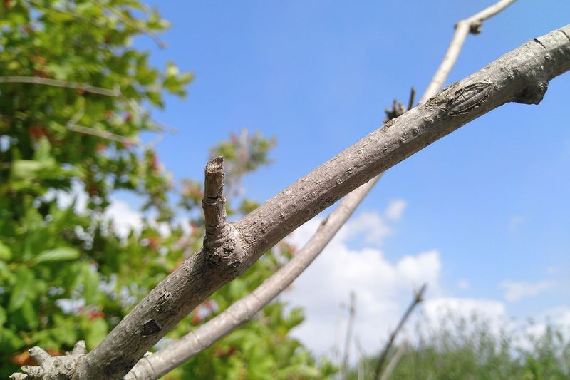 Кора калины