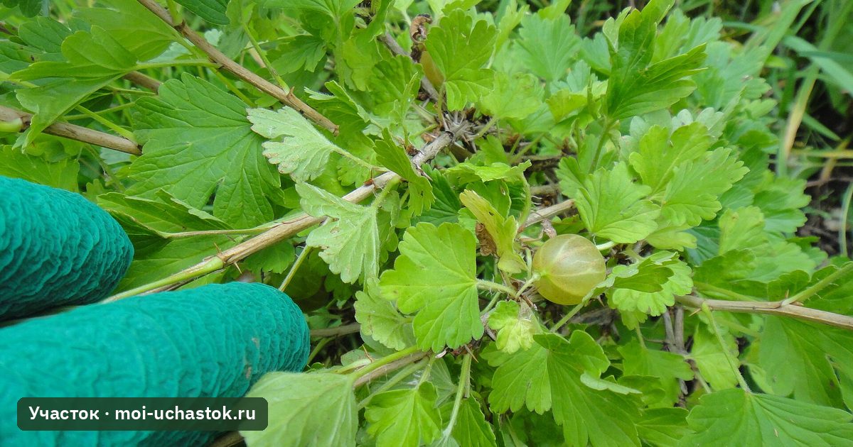 Ветка крыжовника с ягодами
