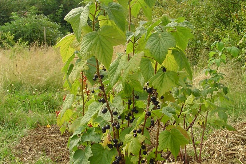 Куст чёрной смородины на участке