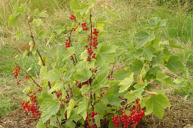 Куст красной смородины с ягодами