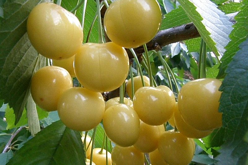 Жёлтоплодная черешня на ветке